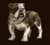 dogBulldog.gif