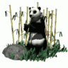 pandabaer.gif