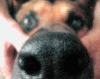 dog01.jpg